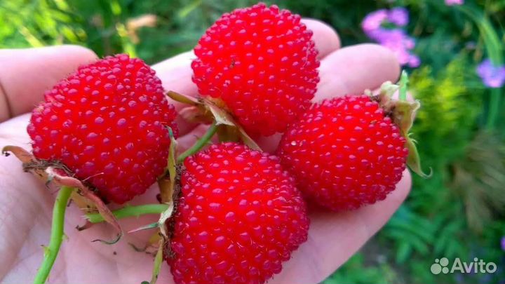 Малина. Ежевика.Саженцы