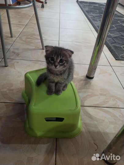 Шотландская
