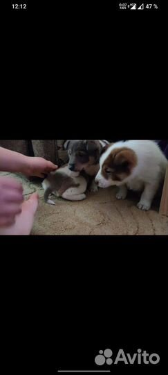 Щенки в дар, ответственным хозяевам