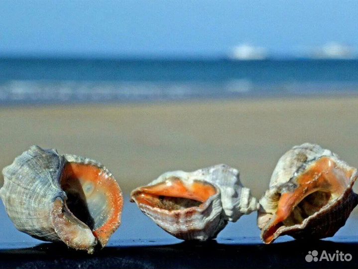 Ракушка рапан