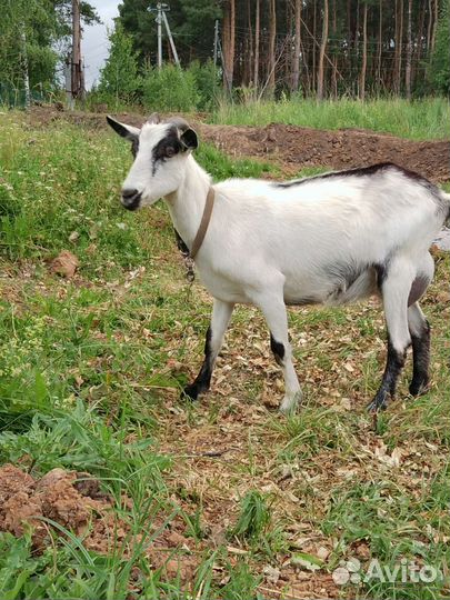 Коза дойная