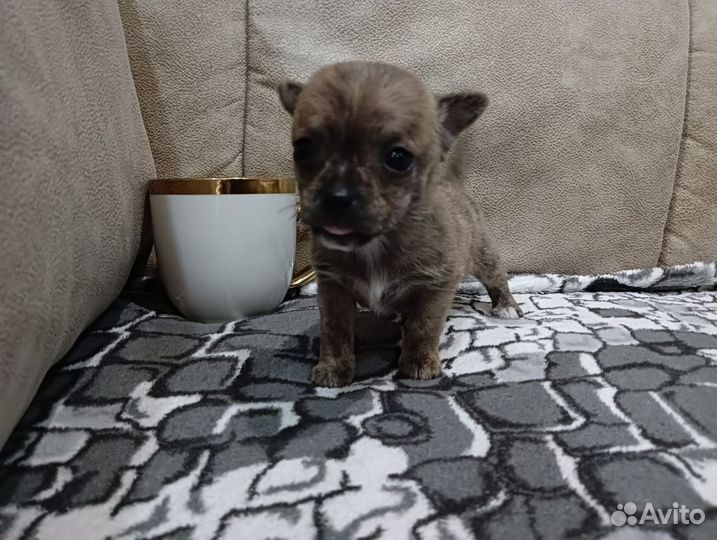 Щенки чихуахуа мини гладкошерстные