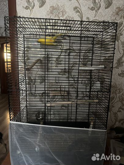 Попугай Какарик