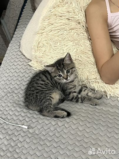 Котенок