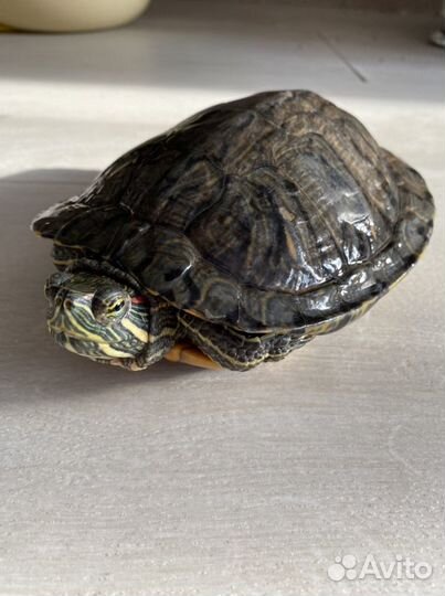 Черепаха