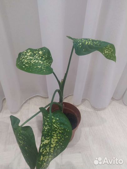 Диффенбахия