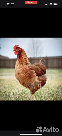 Куры несушки