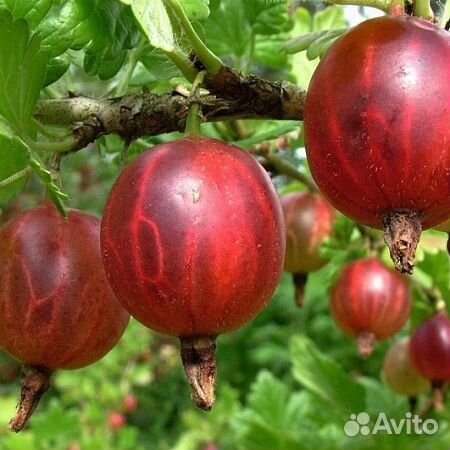 Безшипый крыжовник