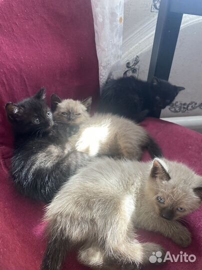 Котята в добрые руки