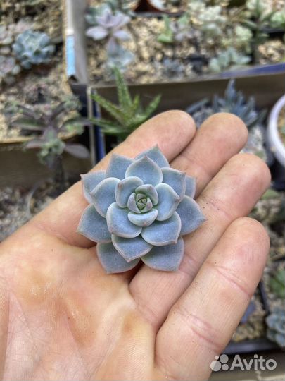 Суккуленты