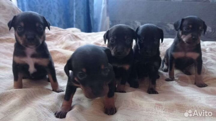 Русский той-терьер вязка