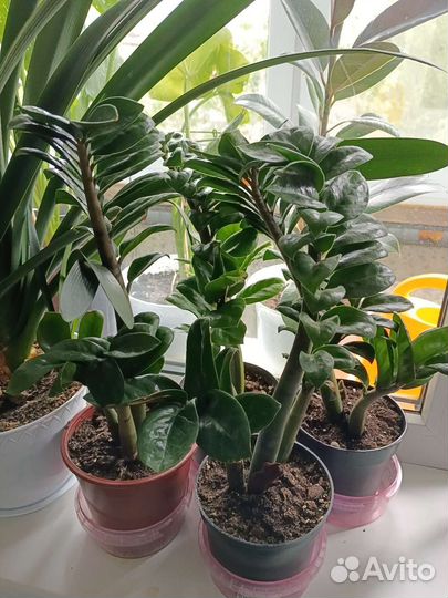 Комнатные растения Замиокулькас Зензи