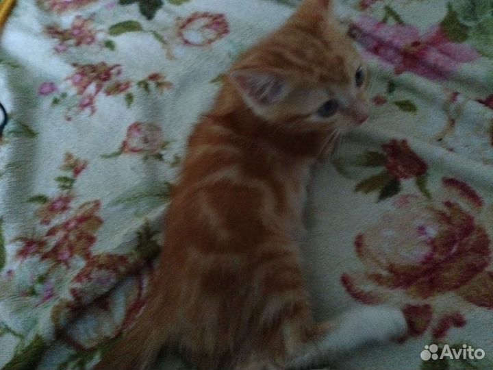 Котик в дар бесплатно