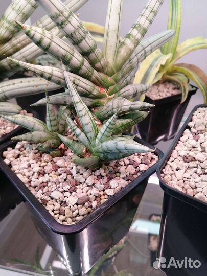 Детки сансевиерий