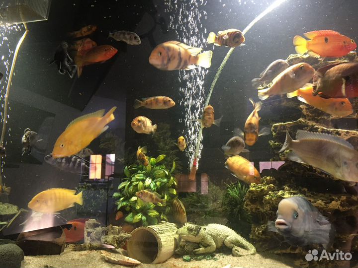Аквариум на 500 литров