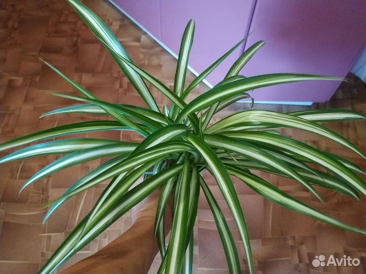 Комнатный цветок хлорофитум