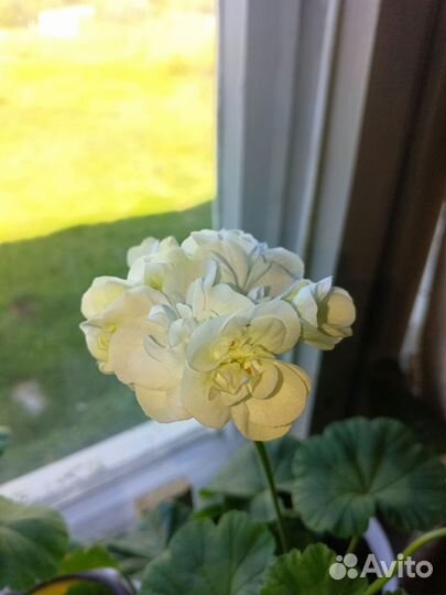 Герань пеларгония