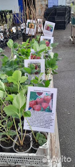 Садовые растения