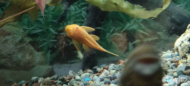 Сомики анциструсы