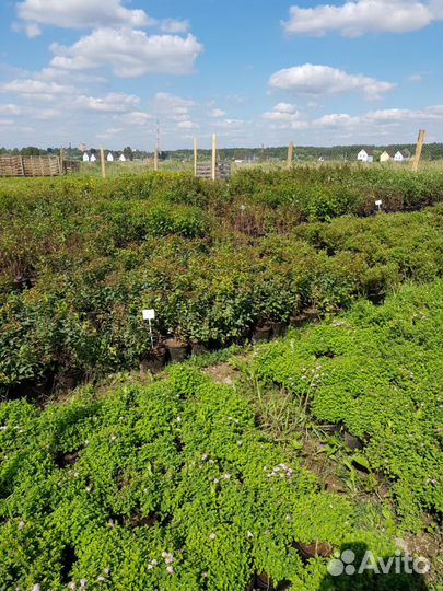 Спирея японская с3