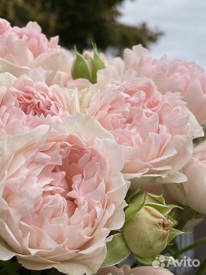 Кустовые пионовидные розы