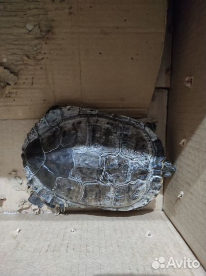 Черепаха бесплатно