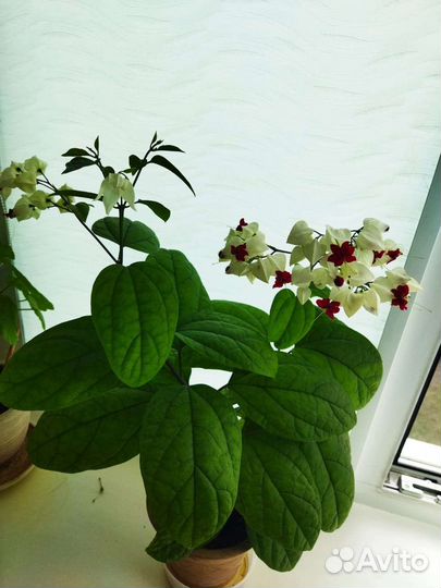 Комнатные цветы