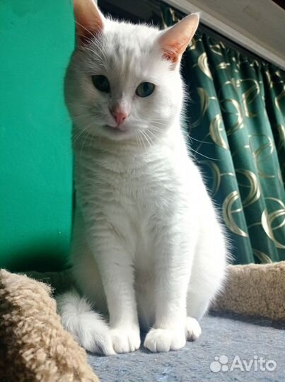 Спасенный от смерти на улице кот Оскар (7 лет)