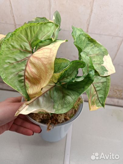 Сингониум орм Тонг ORM Tong