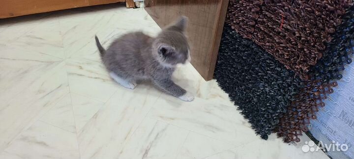 Котенок малыш в добрые руки