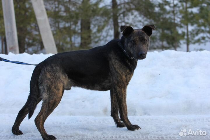 Собака Тайфун