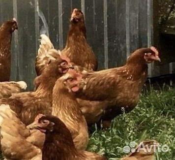 Куры несушки