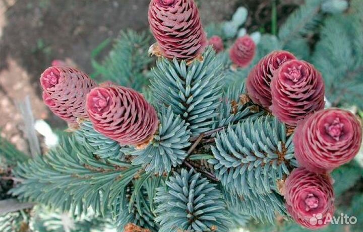 Ели голубые В ассортименте