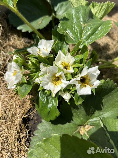 Рассада клубники