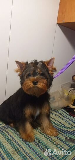 Йоркширский терьер