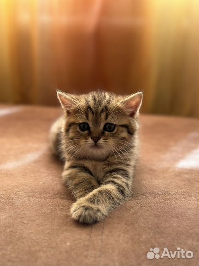 Шотландская кошка