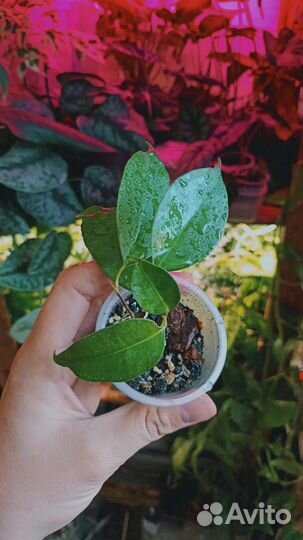 Фикус бенджамина