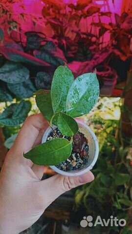 Фикус бенджамина