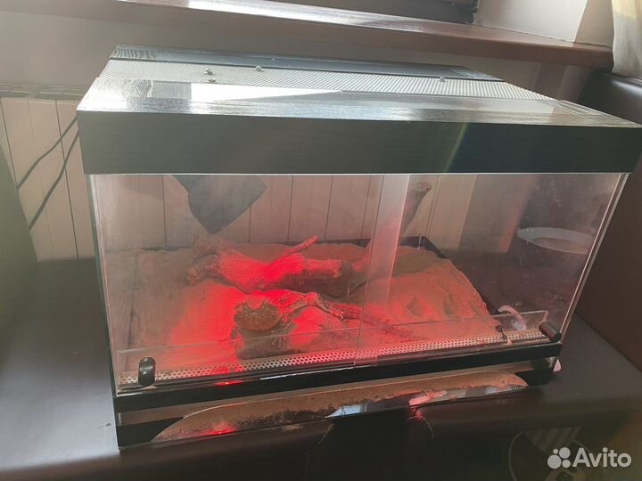 Бородатая агама с террариумом девочка