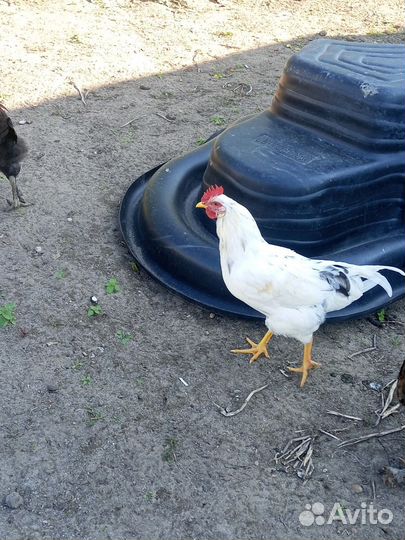 Петух