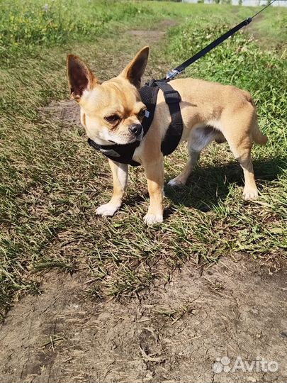 Вязка кобель чихуахуа