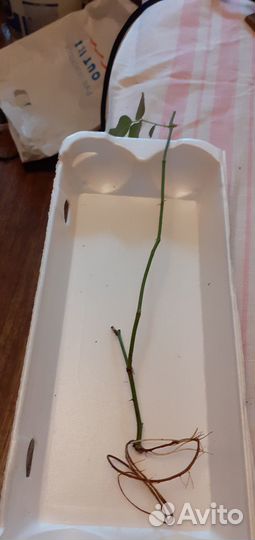 Розы комнатные бенгальские темно-розовые