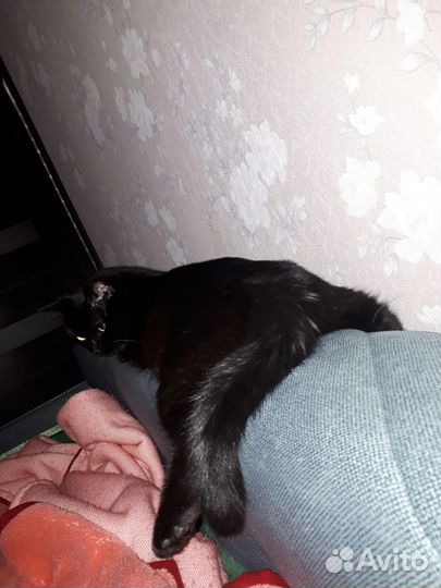 Котики бесплатно в добрые руки