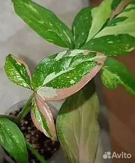 Сингониумы