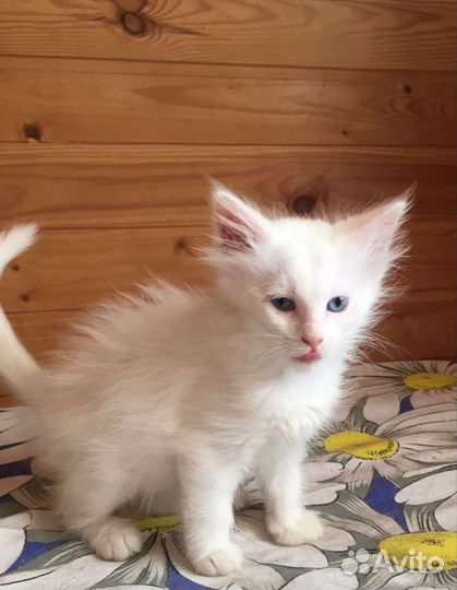 Малышки ищут дом