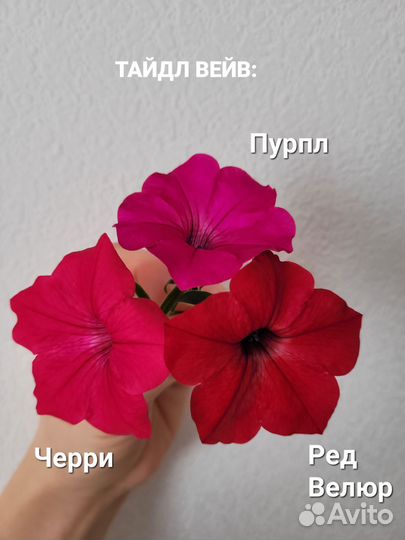 Петуния Тайдл Вейв, Малиновые жилки, Бьянка