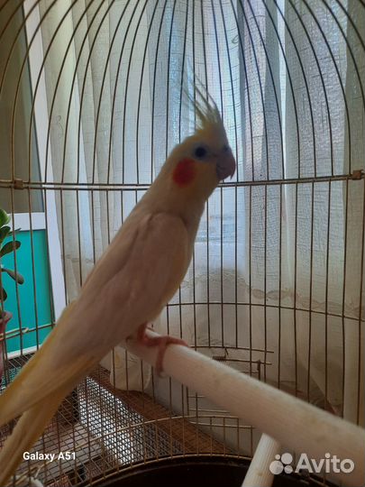 Попугай говорящий