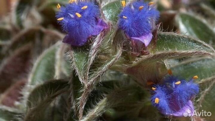 Цианотис сомалийский