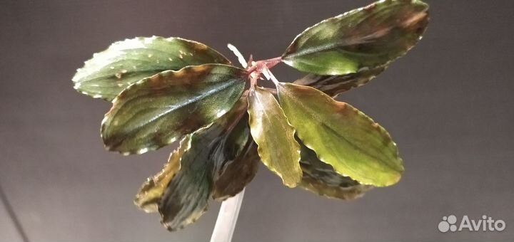 Буцефаландра