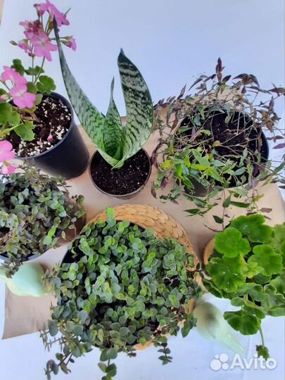 Комнатные растения цветы